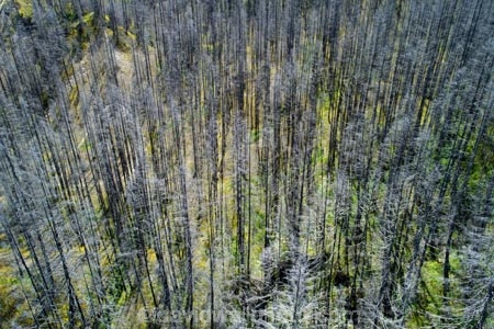 aerial;Aerial-drone;Aerial-drones;aerial-image;aerial-images;aerial-photo;aerial-photograph;aerial-photographs;aerial-photography;aerial-photos;aerial-view;aerial-views;aerials;dead;dead-trees;Department-of-Conservation;DOC;Drone;Drones;exotic-trees;N.Z.;New-Zealand;NZ;Otago;pest;Quadcopter-aerial;Quadcopters-aerials;SI;South-Island;sprayed;sprayed-trees;Sth-Is;U.A.V.-aerial;UAV-aerials