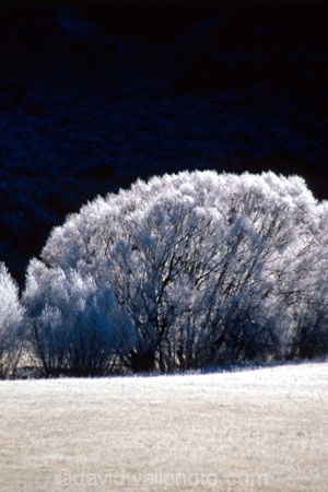 willows;tree;ice;freeze;freezing;frozen;frost;frosty;colour;colours;color;colors;white;winter;cold
