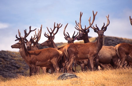 antler;antlers;farm;farms;farming;agriculture;rural;velvet;venison;cervena;deer;red-deer;deer-park-heights;queenstown;deer-park;horns;horn;stag;stags;animal;male