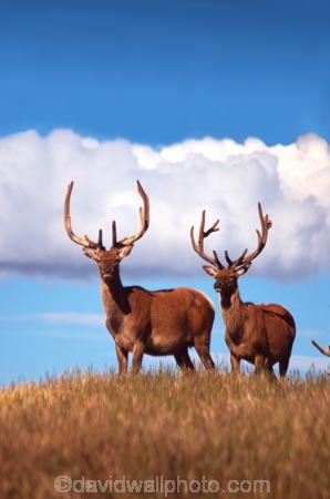antler;antlers;farm;farms;farming;agriculture;rural;velvet;venison;cervena;deer;red-deer;deer-park-heights;queenstown;deer-park;horns;horn;stag;stags;animal;male