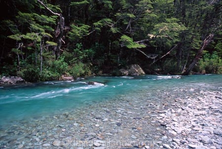 Routeburn-Track;routeburn;great-walk;routeburn-river;Mt-Aspiring-National-Park;south-island;new-zealand;forest;forests;bush;rainforest;rainforests;native;vegetation;green;lush;verdant;moss;fern;ferns;mosses;tree;trees;natural;clean-green;clean;river;rivers;clear;transparent;pure;water;doc;department-of-conservation;d.o.c.