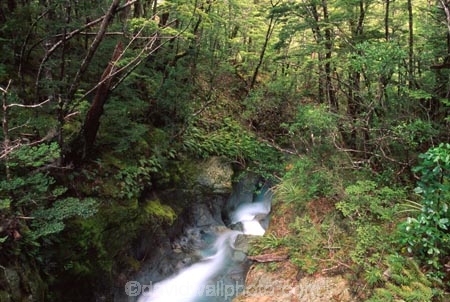Routeburn-Track;routeburn;great-walk;Mt-Aspiring-National-Park;south-island;new-zealand;forest;forests;bush;rainforest;rainforests;native;vegetation;green;lush;verdant;moss;fern;ferns;mosses;tree;trees;natural;clean-green;clean;river;rivers;clear;transparent;pure;water;doc;department-of-conservation;d.o.c.;gorge;gorges;ravine;ravines;canyon;canyons