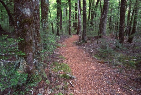 tramp;tramping;trekking;walking;hiking;track;path;pathway;Routeburn-Track;routeburn;great-walk;Routeburn-Gorge;Mt-Aspiring-National-Park;south-island;new-zealand;forest;forests;bush;rainforest;rainforests;native;vegetation;green;lush;verdant;moss;fern;ferns;mosses;tree;trees;natural;clean-green;clean