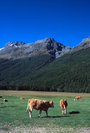 cow;cows;farm;farms;farmland;graze;grazing;animal;animals;mountain;mountains;mammal;mammals;bovine;glenorchy;paradise;south-island;new-zealand