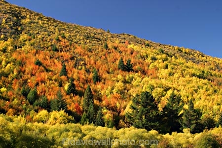 arrowtown;Autumn;bright;brilliant;central-otago;color;colour;conifer;conifers;fall;gold;golden;green;New-Zealand;orange;orange-mountain-ash;pine;pines;poplar;poplars;season;seasonal;seasons;sorbus-rowan;South-Island;tobins-track;tree;trees;yellow
