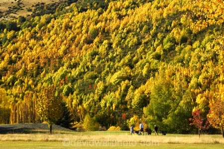 Arrowtown;autuminal;autumn;autumnal;bunker;bunkers;central-otago;color;colors;colour;colours;conifer;conifers;deciduous;fairway;fairways;fall;gold;golden;golf-course;golf-courses;golf-link;golf-links;green;greens;larch;leaf;leaves;mountain-ash;New-Zealand;orange;orange-mountain-ash;Queenstown;rowan;sorbus;south-island;tree;trees;yellow
