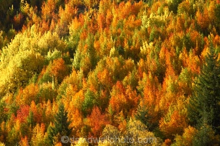 Arrowtown;autuminal;autumn;autumnal;central-otago;color;colors;colour;colours;conifer;conifers;deciduous;fall;gold;golden;larch;leaf;leaves;mountain-ash;New-Zealand;orange;orange-mountain-ash;Queenstown;rowan;sorbus;South-Island;tree;trees;yellow