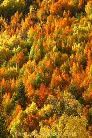 Arrowtown;autuminal;autumn;autumnal;central-otago;color;colors;colour;colours;conifer;conifers;deciduous;fall;gold;golden;larch;leaf;leaves;mountain-ash;New-Zealand;orange;orange-mountain-ash;Queenstown;rowan;sorbus;South-Island;tree;trees;yellow