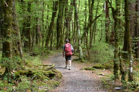 beautiful;beauty;Beech-Forest;bush;endemic;forest;forests;green;hike;hiker;hikers;hiking;native;native-bush;natives;natural;nature;New-Zealand;Nothofagus;rain-forest;rain-forests;rain_forest;rain_forests;rainforest;rainforests;scene;scenic;southern-beeches;timber;tramp;tramper;trampers;tramping;tree;tree-trunk;tree-trunks;trees;trek;treker;trekers;treking;trekker;trekkers;trekking;trunk;trunks;walk;walker;walkers;walking;wood;woods