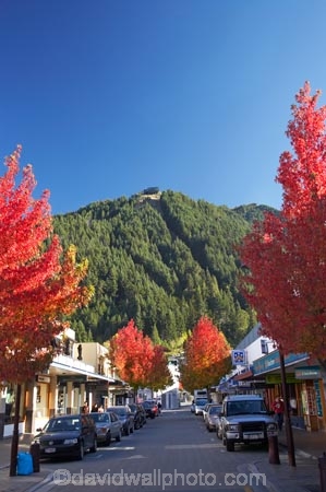 autuminal;autumn;autumn-colour;autumn-colours;Autumn-Trees;autumnal;Central-Otago;color;colors;colour;colours;conifers;deciduous;fall;forest;N.Z.;New-Zealand;NZ;Otago;Queenstown;red;Rees-St;Rees-Street;S.I.;season;seasonal;seasons;SI;Skyline-Gondola;South-Is.;South-Island;Southern-Lakes;Southern-Lakes-District;Southern-Lakes-Region;tree;trees