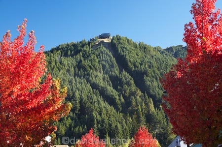 autuminal;autumn;autumn-colour;autumn-colours;Autumn-Trees;autumnal;Central-Otago;color;colors;colour;colours;conifers;deciduous;fall;forest;N.Z.;New-Zealand;NZ;Otago;Queenstown;red;Rees-St;Rees-Street;S.I.;season;seasonal;seasons;SI;Skyline-Gondola;South-Is.;South-Island;Southern-Lakes;Southern-Lakes-District;Southern-Lakes-Region;tree;trees