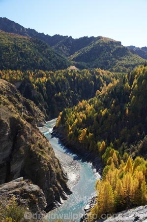 autuminal;autumn;autumn-colour;autumn-colours;autumnal;back-country;backcountry;canyon;canyons;Central-Otago;color;colors;colour;colours;deciduous;fall;gorge;gorges;heritage;high-altitude;high-country;highcountry;highlands;historic;historical;history;larch;larch-tree;larch-trees;Larix-decidua;N.Z.;near-Queenstown;New-Zealand;NZ;old;Otago;Queenstown;remote;remoteness;rugged;S.I.;season;seasonal;seasons;Shotover-River;SI;Skippers;Skippers-Canyon;South-Is.;South-Island;Southern-Lakes;Southern-Lakes-District;Southern-Lakes-Region;steep;tradition;tree;trees;uplands