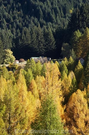 autuminal;autumn;autumn-colour;autumn-colours;autumnal;back-country;backcountry;building;buildings;Central-Otago;color;colors;colour;colours;deciduous;fall;forest;golden;heritage;high-altitude;high-country;highcountry;highlands;historic;historic-building;historic-buildings;Historic-Skippers-Settlement;historical;historical-building;historical-buildings;history;larch;larch-tree;larch-trees;Larix-decidua;N.Z.;near-Queenstown;New-Zealand;NZ;old;Otago;pine;pine-tree;pine-trees;pinus-radiata;Queenstown;remote;remoteness;S.I.;season;seasonal;seasons;SI;Skippers;Skippers-Canyon;South-Is.;South-Island;Southern-Lakes;Southern-Lakes-District;Southern-Lakes-Region;tradition;traditional;tree;trees;uplands;yellow