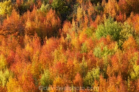 Arrowtown;autuminal;autumn;autumn-colour;autumn-colours;autumnal;Central-Otago;color;colors;colour;colours;deciduous;fall;leaf;leaves;N.Z.;near-Queenstown;New-Zealand;NZ;orange;Otago;rowan-tree;rowan-trees;S.I.;season;seasonal;seasons;SI;Sorbus-aucaparia;South-Is.;South-Island;Southern-Lakes;Southern-Lakes-District;Southern-Lakes-Region;Tobins-Track;Tobins-Track;tree;trees;yellow