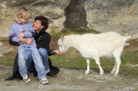 agricultural;agriculture;Animal;Animals;boy;boys;child;children;country;countryside;Deer-Park-Heights;families;family;farm;farming;farmland;farms;feeding-the-animals;feral-goat;feral-goats;field;fields;goat;goats;Kelvin-Heights;Lake-Wakatipu;Mammal;Mammals;meadow;meadows;N.Z.;Nature;New-Zealand;NZ;Otago;Outdoor;Outdoors;Outside;paddock;paddocks;pasture;pastures;Queenstown;Region;rural;S.I.;SI;South-Is;South-Is.;South-Island;Southern-Lakes;Southern-Lakes-District;Southern-Lakes-Region;The-Deer-Park;ungulate;ungulates;Wild;wild-goat;wild-goats;Wildlife;Zoology