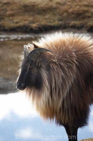 agricultural;agriculture;Animal;Animals;calm;country;countryside;Deer-Park-Heights;farm;farming;farmland;farms;field;fields;Hemitragus-jemlahicus;Hemitragus-jemlaicus;Himalayan-Tahr;Himalayan-Thar;Kelvin-Heights;Lake-Wakatipu;male;males;Mammal;Mammals;meadow;meadows;N.Z.;Nature;New-Zealand;NZ;Otago;Outdoor;Outdoors;Outside;paddock;paddocks;pasture;pastures;placid;Queenstown;quiet;reflection;reflections;Region;rural;S.I.;serene;SI;smooth;South-Is;South-Is.;South-Island;Southern-Lakes;Southern-Lakes-District;Southern-Lakes-Region;still;Tahr;Tahrs;Thar;Thars;The-Deer-Park;tranquil;ungulate;ungulates;water;Wild;Wildlife;Zoology