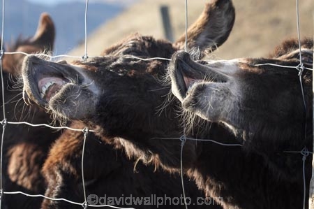 agricultural;agriculture;Animal;Animals;country;countryside;Deer-Park-Heights;donkey;donkeys;Equus-asinus;farm;farming;farmland;farms;greedy;Kelvin-Heights;Lake-Wakatipu;Mammal;Mammals;N.Z.;Nature;New-Zealand;NZ;Otago;Outdoor;Outdoors;Outside;Queenstown;Region;rural;S.I.;SI;South-Is;South-Is.;South-Island;Southern-Lakes;Southern-Lakes-District;Southern-Lakes-Region;The-Deer-Park;ungulate;ungulates;Wild;Wildlife;Zoology