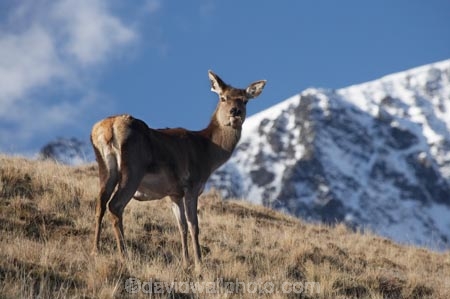 agriculatural;agricultural;agriculture;alp;alpine;alps;altitude;Animal;Animals;Cervus-elaphus;country;countryside;Deer;Deer-Park-Heights;Deers;farm;farming;farmland;farms;female;females;field;fields;high-altitude;Kelvin-Heights;Lake-Wakatipu;Mammal;Mammals;meadow;meadows;mount;mountain;mountain-peak;mountainous;mountains;mountainside;mt;mt.;N.Z.;Nature;New-Zealand;NZ;Otago;Outdoor;Outdoors;Outside;paddock;paddocks;pasture;pastures;peak;peaks;Queenstown;range;ranges;red-deer;Region;rural;S.I.;SI;snow;snow-capped;snow_capped;snowcapped;snowy;South-Is;South-Is.;South-Island;Southern-Lakes;Southern-Lakes-District;Southern-Lakes-Region;summit;summits;The-Deer-Park;The-Remarkables;Wild;Wildlife;Zoology