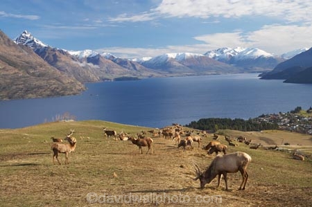 agriculatural;agricultural;agriculture;Animal;Animals;Antler;Antlers;Cervus-elaphus;country;countryside;Deer;Deer-Park-Heights;Deers;farm;farming;farmland;farms;field;fields;Kelvin-Heights;Lake-Wakatipu;Male;Males;Mammal;Mammals;meadow;meadows;N.Z.;Nature;New-Zealand;NZ;Otago;Outdoor;Outdoors;Outside;paddock;paddocks;pasture;pastures;point;points;Queenstown;red-deer;Region;rural;S.I.;SI;South-Is;South-Is.;South-Island;Southern-Lakes;Southern-Lakes-District;Southern-Lakes-Region;specimen;specimens;The-Deer-Park;trophies;trophy;velvet;Wild;Wildlife;Zoology
