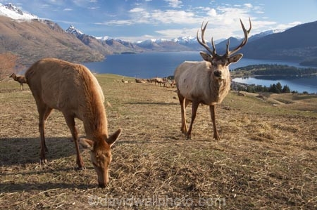 agriculatural;agricultural;agriculture;Animal;Animals;Antler;Antlers;Cervus-elaphus;country;countryside;Deer;Deer-Park-Heights;Deers;farm;farming;farmland;farms;field;fields;Kelvin-Heights;Lake-Wakatipu;Male;Males;Mammal;Mammals;meadow;meadows;N.Z.;Nature;New-Zealand;NZ;Otago;Outdoor;Outdoors;Outside;paddock;paddocks;pasture;pastures;point;points;Queenstown;red-deer;Region;rural;S.I.;SI;South-Is;South-Is.;South-Island;Southern-Lakes;Southern-Lakes-District;Southern-Lakes-Region;specimen;specimens;The-Deer-Park;trophies;trophy;velvet;Wild;Wildlife;Zoology