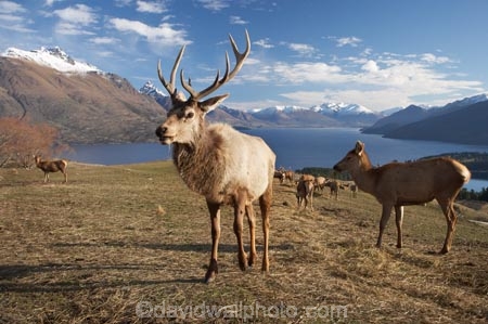 agriculatural;agricultural;agriculture;Animal;Animals;Antler;Antlers;Cervus-elaphus;country;countryside;Deer;Deer-Park-Heights;Deers;farm;farming;farmland;farms;field;fields;Kelvin-Heights;Lake-Wakatipu;Male;Males;Mammal;Mammals;meadow;meadows;N.Z.;Nature;New-Zealand;NZ;Otago;Outdoor;Outdoors;Outside;paddock;paddocks;pasture;pastures;point;points;Queenstown;red-deer;Region;rural;S.I.;SI;South-Is;South-Is.;South-Island;Southern-Lakes;Southern-Lakes-District;Southern-Lakes-Region;specimen;specimens;The-Deer-Park;trophies;trophy;velvet;Wild;Wildlife;Zoology