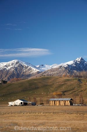 agricultural;agriculture;alp;alpine;alps;altitude;country;countryside;farm;Farm-Building;Farm-Buildings;Farm-Shed;Farm-Sheds;farming;farmland;farms;field;fields;hay-barn;hay-barns;hay-shed;hay-sheds;hay-stack;hay-stacks;haybarn;haybarns;hayshed;haysheds;haystack;haystacks;high-altitude;meadow;meadows;mount;mountain;mountain-peak;mountainous;mountains;mountainside;mt;mt.;N.Z.;New-Zealand;NZ;Otago;paddock;paddocks;pasture;pastures;peak;peaks;Queenstown;range;ranges;Region;rural;S.I.;Shearing-Shed;Shearing-Sheds;Sheep-Shed;Sheep-Sheds;SI;snow;snow-capped;snow_capped;snowcapped;snowy;South-Is;South-Is.;South-Island;Southern-Lakes;Southern-Lakes-District;Southern-Lakes-Region;summit;summits;winter;Wool-Shed;Wool-Sheds;woolshed;woolsheds