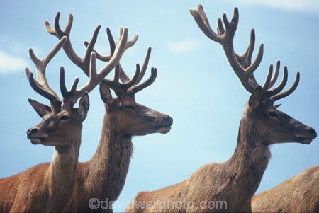 agriculture;antler;antlers;cervena;farm;farming;farms;rural;velvet;venison