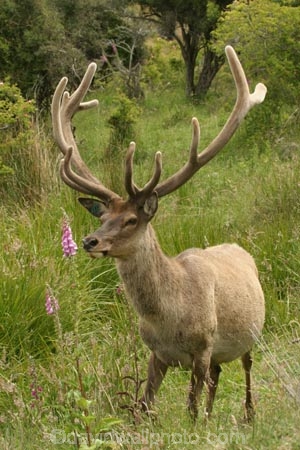 agriculatural;agriculture;Animal;Animals;Antler;Antlers;aphrodisiac;aphrodisiacs;country;countryside;Deer;Deers;Fallow-Deer;farm;farming;farms;looking-at-camera;Male;Males;Mammal;Mammals;Nature;One;One-animal;Outdoor;Outdoors;Outside;point;points;Portrait;Portraits;red-deer;rural;specimen;specimens;trophies;trophy;velvet;Wild;Wildlife;Zoology