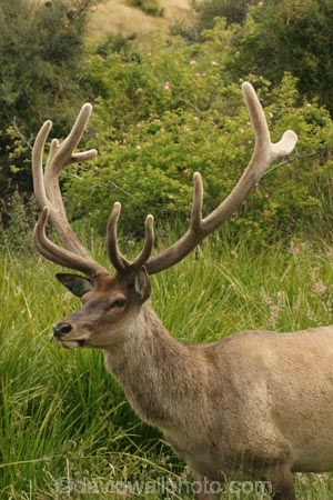 agriculatural;agriculture;Animal;Animals;Antler;Antlers;aphrodisiac;aphrodisiacs;country;countryside;Deer;Deers;Fallow-Deer;farm;farming;farms;looking-at-camera;Male;Males;Mammal;Mammals;Nature;One;One-animal;Outdoor;Outdoors;Outside;point;points;Portrait;Portraits;red-deer;rural;specimen;specimens;trophies;trophy;velvet;Wild;Wildlife;Zoology