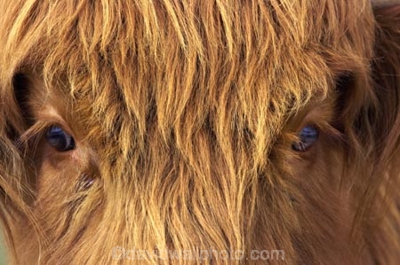 agricultural;agriculture;animal;animals;calves;cattle;country;countryside;cow;cows;deer-park-heights;eyes;farm;farming;farmland;farms;field;fields;fur;hair;hairy;Herbivore;Herbivores;Herbivorous;horticulture;Livestock;long-hair;long-haired;long_haired;longhaired;mammal;mammals;meadow;meadows;new-zealand;paddock;paddocks;pasture;pastures;queenstown;rural;scottish-cattle;south-island;stock