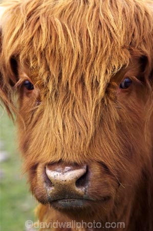 agricultural;agriculture;animal;animals;calves;cattle;country;countryside;cow;cows;deer-park-heights;eyes;face;farm;farming;farmland;farms;field;fields;fur;hair;hairy;head;Herbivore;Herbivores;Herbivorous;horticulture;Livestock;long-hair;long-haired;long_haired;longhaired;mammal;mammals;meadow;meadows;new-zealand;nose;paddock;paddocks;pasture;pastures;queenstown;rural;scottish-cattle;south-island;stock