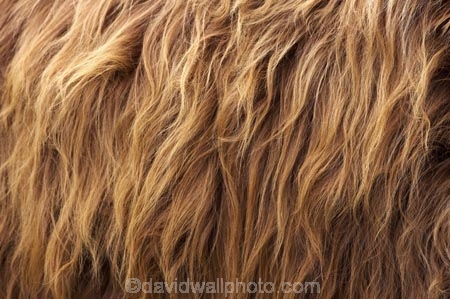 agricultural;agriculture;animal;animals;calves;cattle;country;countryside;cow;cows;deer-park-heights;farm;farming;farmland;farms;field;fields;fur;hair;hairy;Herbivore;Herbivores;Herbivorous;horticulture;Livestock;long-hair;long-haired;long_haired;longhaired;mammal;mammals;meadow;meadows;new-zealand;paddock;paddocks;pasture;pastures;queenstown;rural;scottish-cattle;south-island;stock