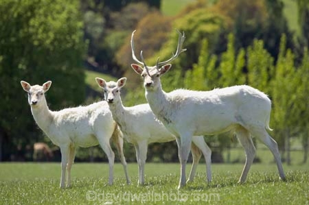 agricultural;agriculture;antler;antlers;country;countryside;dama;deer;Fallow-Deer;farm;farming;farmland;farms;field;fields;horns;livestock;meadow;meadows;N.Z.;New-Zealand;NZ;Otago;paddock;paddocks;pasture;pastures;Queenstown;rural;S.I.;SI;South-Island;stock;White-Fallow-Deer