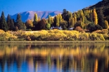 willow;tree;trees;reflection;yellow;fall;leaf;leaves;color;colors;colour;colours;wakatipu-basin;reflections;willow;willows;lakes