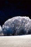 willows;tree;ice;freeze;freezing;frozen;frost;frosty;colour;colours;color;colors;white;winter;cold