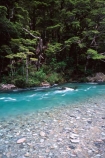 Routeburn-Track;routeburn;great-walk;routeburn-river;Mt-Aspiring-National-Park;south-island;new-zealand;forest;forests;bush;rainforest;rainforests;native;vegetation;green;lush;verdant;moss;fern;ferns;mosses;tree;trees;natural;clean-green;clean;river;rivers;clear;transparent;pure;water;doc;department-of-conservation;d.o.c.