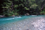 Routeburn-Track;routeburn;great-walk;routeburn-river;Mt-Aspiring-National-Park;south-island;new-zealand;forest;forests;bush;rainforest;rainforests;native;vegetation;green;lush;verdant;moss;fern;ferns;mosses;tree;trees;natural;clean-green;clean;river;rivers;clear;transparent;pure;water;doc;department-of-conservation;d.o.c.