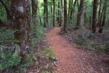 tramp;tramping;trekking;walking;hiking;track;path;pathway;Routeburn-Track;routeburn;great-walk;Routeburn-Gorge;Mt-Aspiring-National-Park;south-island;new-zealand;forest;forests;bush;rainforest;rainforests;native;vegetation;green;lush;verdant;moss;fern;ferns;mosses;tree;trees;natural;clean-green;clean