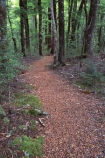 tramp;tramping;trekking;walking;hiking;track;path;pathway;Routeburn-Track;routeburn;great-walk;Routeburn-Gorge;Mt-Aspiring-National-Park;south-island;new-zealand;forest;forests;bush;rainforest;rainforests;native;vegetation;green;lush;verdant;moss;fern;ferns;mosses;tree;trees;natural;clean-green;clean