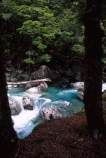 Routeburn-Track;routeburn;great-walk;routeburn-river;routeburn-gorge;gorges;ravine;ravines;Mt-Aspiring-National-Park;south-island;new-zealand;forest;forests;bush;rainforest;rainforests;native;vegetation;green;lush;verdant;moss;fern;ferns;mosses;tree;trees;natural;clean-green;clean;river;rivers;clear;transparent;pure;water;doc;department-of-conservation;d.o.c.;rapid;rapids;white-water;whitewater