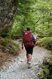 beautiful;beauty;Beech-Forest;bush;endemic;forest;forests;green;hike;hiker;hikers;hiking;native;native-bush;natives;natural;nature;New-Zealand;Nothofagus;rain-forest;rain-forests;rain_forest;rain_forests;rainforest;rainforests;scene;scenic;southern-beeches;timber;tramp;tramper;trampers;tramping;tree;tree-trunk;tree-trunks;trees;trek;treker;trekers;treking;trekker;trekkers;trekking;trunk;trunks;walk;walker;walkers;walking;wood;woods