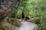 beautiful;beauty;Beech-Forest;bush;endemic;forest;forests;green;hike;hiker;hikers;hiking;native;native-bush;natives;natural;nature;New-Zealand;Nothofagus;rain-forest;rain-forests;rain_forest;rain_forests;rainforest;rainforests;scene;scenic;southern-beeches;timber;tramp;tramper;trampers;tramping;tree;tree-trunk;tree-trunks;trees;trek;treker;trekers;treking;trekker;trekkers;trekking;trunk;trunks;walk;walker;walkers;walking;wood;woods