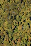 aerial;aerial-photo;aerial-photography;aerial-photos;aerial-view;aerial-views;aerials;beautiful;beauty;Beech-Forest;bush;endemic;Fiordland;Fiordland-N.P;Fiordland-National-Park;Fiordland-NP;forest;forests;green;N.Z.;national-park;national-parks;native;native-bush;natives;natural;nature;New-Zealand;Nothofagus;NZ;Otago;Queenstown;rain-forest;rain-forests;rain_forest;rain_forests;rainforest;rainforests;red-beech;Red-Beech-Forest;red-beeches;Route-Burn-Valley;Routeburn;S.I.;scene;scenic;SI;South-Is.;South-Island;south-west-new-zealand-world-heritage-area;southern-beeches;Southern-Lakes;Southern-Lakes-District;Southern-Lakes-Region;Southland;te-wahipounamu;te-wahipounamu-south_west-new-zealand-world-heritage-area;timber;tree;trees;wood;woods;world-heirtage-site;world-heritage-area