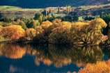 color;colors;colour;colours;fall;lakes;leaf;leaves;reflection;reflections;tree;trees;wakatipu-basin;willow;willows;yellow