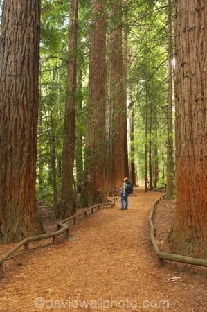 bay-of-plenty;beautiful;beauty;bush;conifer;conifers;footpath;footpaths;forest;forests;hiker;hikers;New-Zealand;north-is.;north-island;path;paths;peaceful;recreation;redwood;redwoods;rotorua;scene;scenic;serene;timber;tourism;tourist;tourists;track;tracks;tree;tree-trunk;tree-trunks;trees;trunk;trunks;walker;walkers;walking-track;walking-tracks;wood;woods