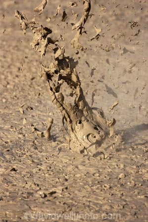 activity;bay-of-plenty;boiling-mud;bubble;bubbles;bubbling-mud;danger;dangerous;explode;exploding;exploding-mud;force;geothermal;hot;muddy;natural;nature;new-zealand;north-is.;north-island;rotorua;splatter;steam;thermal;thermal-activity;thermal-area;vent;volcanic