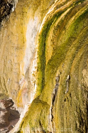 activity;algae;bay-of-plenty;danger;dangerous;geothermal;green;hot;muddy;N.I.;N.Z.;natural;nature;new-zealand;NI;north-is.;north-island;NZ;Orakei-Korako;Orakei-Korako-Thermal-Area;rotorua;Taupo;thermal;thermal-activity;thermal-algae;thermal-area;volcanic;yellow