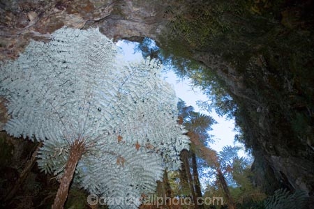 cave;caves;cyathea;cyathea-dealbata;cyatheaceae;emblem;fern;ferns;frond;fronds;grey;holiday;holidaying;holidays;icon;icons;logo;N.I.;N.Z.;native;nature;New-Zealand;NI;North-Island;NZ;plant;plants;ponga;pongas;punga;pungas;Ruatapu-Cave;silver-fern;subterranean;symbol;symbols;tourism;travel;traveling;travelling;tree-fern;tree-ferns;underground;vacation;vacationing;vacations;white