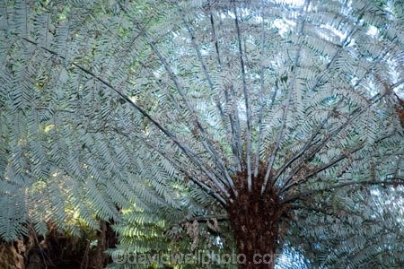 cyathea;cyathea-dealbata;cyatheaceae;emblem;fern;ferns;frond;fronds;grey;icon;icons;logo;N.I.;N.Z.;native;nature;New-Zealand;NI;North-Island;NZ;plant;plants;ponga;pongas;punga;pungas;silver-fern;symbol;symbols;tree-fern;tree-ferns;white