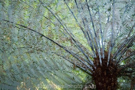 cyathea;cyathea-dealbata;cyatheaceae;emblem;fern;ferns;frond;fronds;grey;icon;icons;logo;N.I.;N.Z.;native;nature;New-Zealand;NI;North-Island;NZ;plant;plants;ponga;pongas;punga;pungas;silver-fern;symbol;symbols;tree-fern;tree-ferns;white